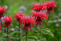 Monarda blume samen for anpflanzung - compact growth, heirloom & gmo free samen for home garten
 
 sale for anpflanzung in home garten