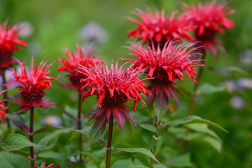 Monarda blume samen for anpflanzung - compact growth, heirloom & gmo free samen for home garten
 
 sale for anpflanzung in home garten