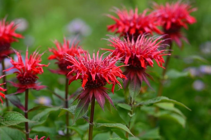 Monarda blume samen for anpflanzung - compact growth, heirloom & gmo free samen for home garten
 
 sale for anpflanzung in home garten