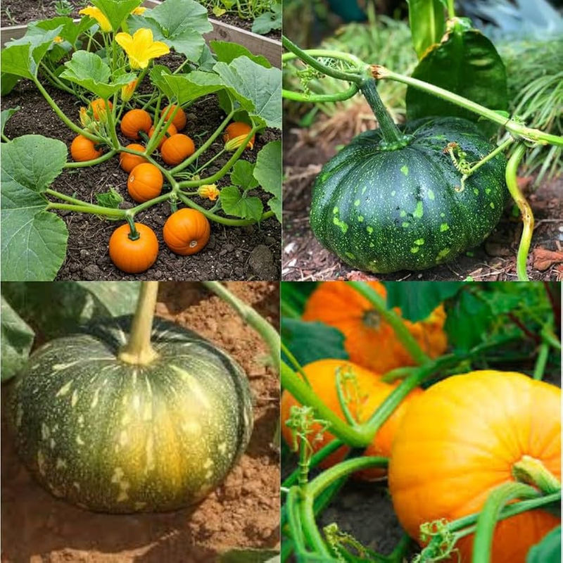 Semillas para plantar una variedad de calabazas y obtener una cosecha abundante