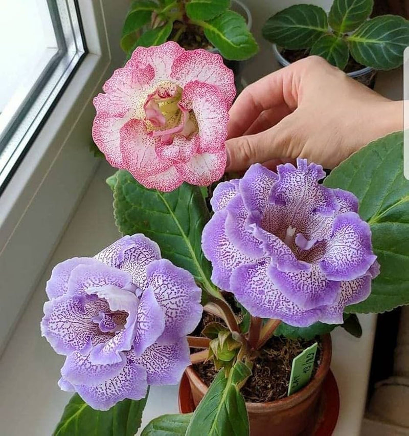 Gloxinia mixed colors sinningia blume samen