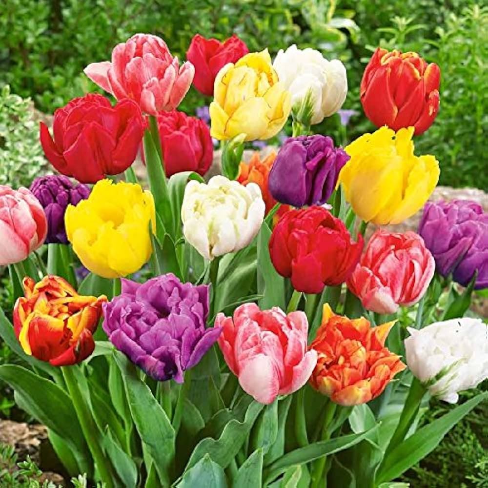 Bonsai Tulpe Bulb Blumensamen Miniature Wuchs