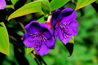 Lila Tibouchina Blumensamen zur Aussaat – Halbschatten verträglich – Traditionssorte & ohne Gentechnik Samen Hausgarten
