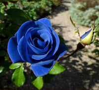 Thai Blau Rose Blumensamen zur Aussaat – farbenfroh Schau – Traditionssorte & ohne Gentechnik Samen Hausgarten