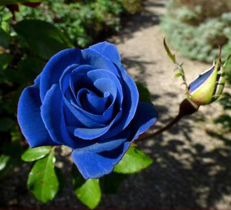 Thai Blau Rose Blumensamen zur Aussaat – farbenfroh Schau – Traditionssorte & ohne Gentechnik Samen Hausgarten