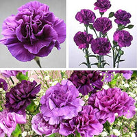 Violett Nelke Blumensamen zur Aussaat hochwertige Qualitäts- Traditionssorte & ohne Gentechnik Samen Hausgarten