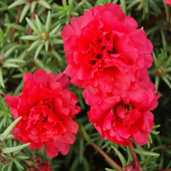Moss Rose Tequila Mischung Portulaca Samen leuchtend und Resilient Blüten