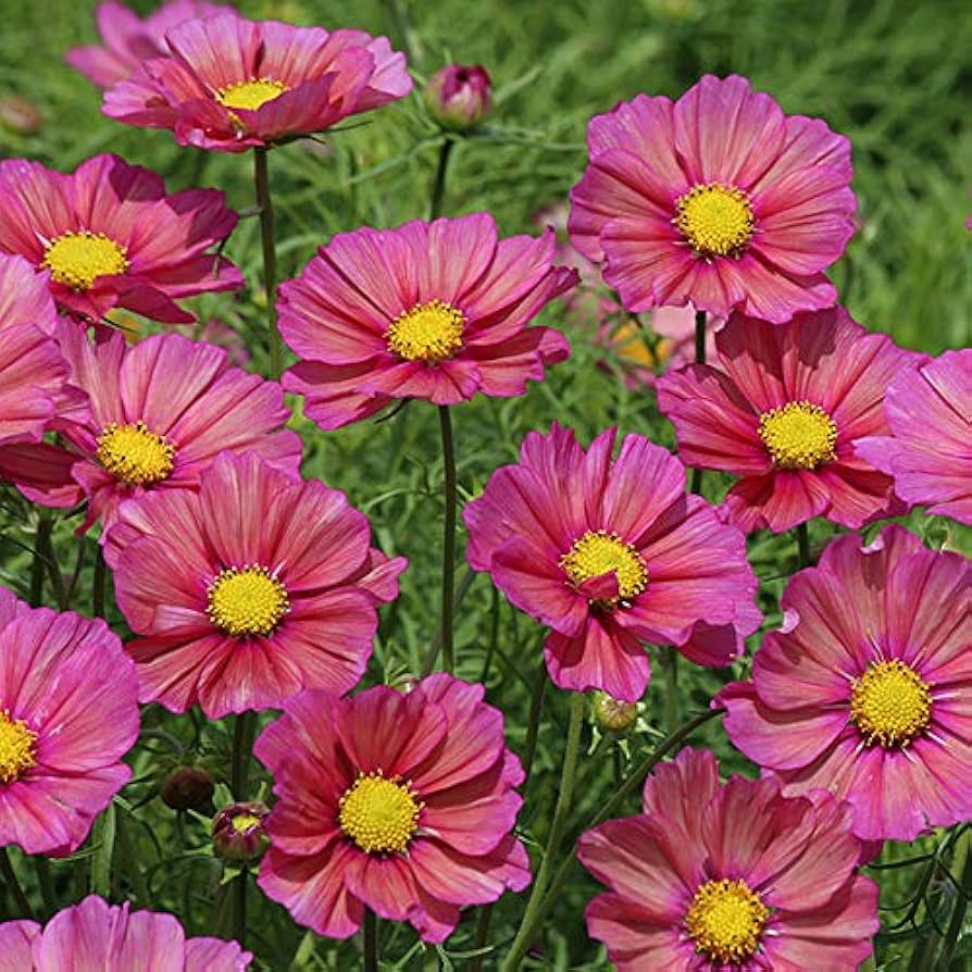 Cosmos Shells Mischung Blumensamen einzigartig Shell-Like Petals Garten