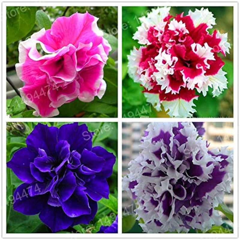 Ez rider frilly ruffle mix petunia samen for frilly garten blooms