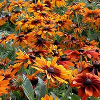 Orange cappuccino rudbeckia blume samen for anpflanzung - seasonal bloomer, heirloom & gmo free samen for home garten
 
 sale for anpflanzung in home garten.