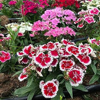Weiß Crimson Rim Blumensamen zur Aussaat – Bestäuber freundlich – Traditionssorte & ohne Gentechnik Samen Hausgarten