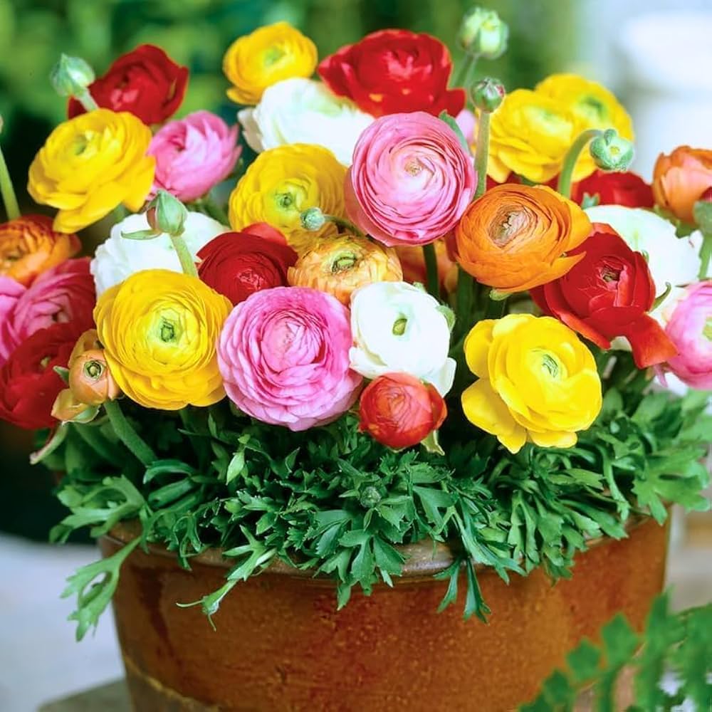 Ranunculus Persian Buttercup Blumensamen zur Aussaat – sonnenliebend – Traditionssorte & ohne Gentechnik Samen Hausgarten