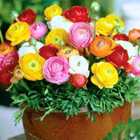 Ranunculus Persian Buttercup Blumensamen zur Aussaat – sonnenliebend – Traditionssorte & ohne Gentechnik Samen Hausgarten