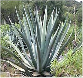 Grün agave kerchovei blume samen for anpflanzung - colorful display, heirloom & gmo free samen for home garten
 
 sale samen for home garten