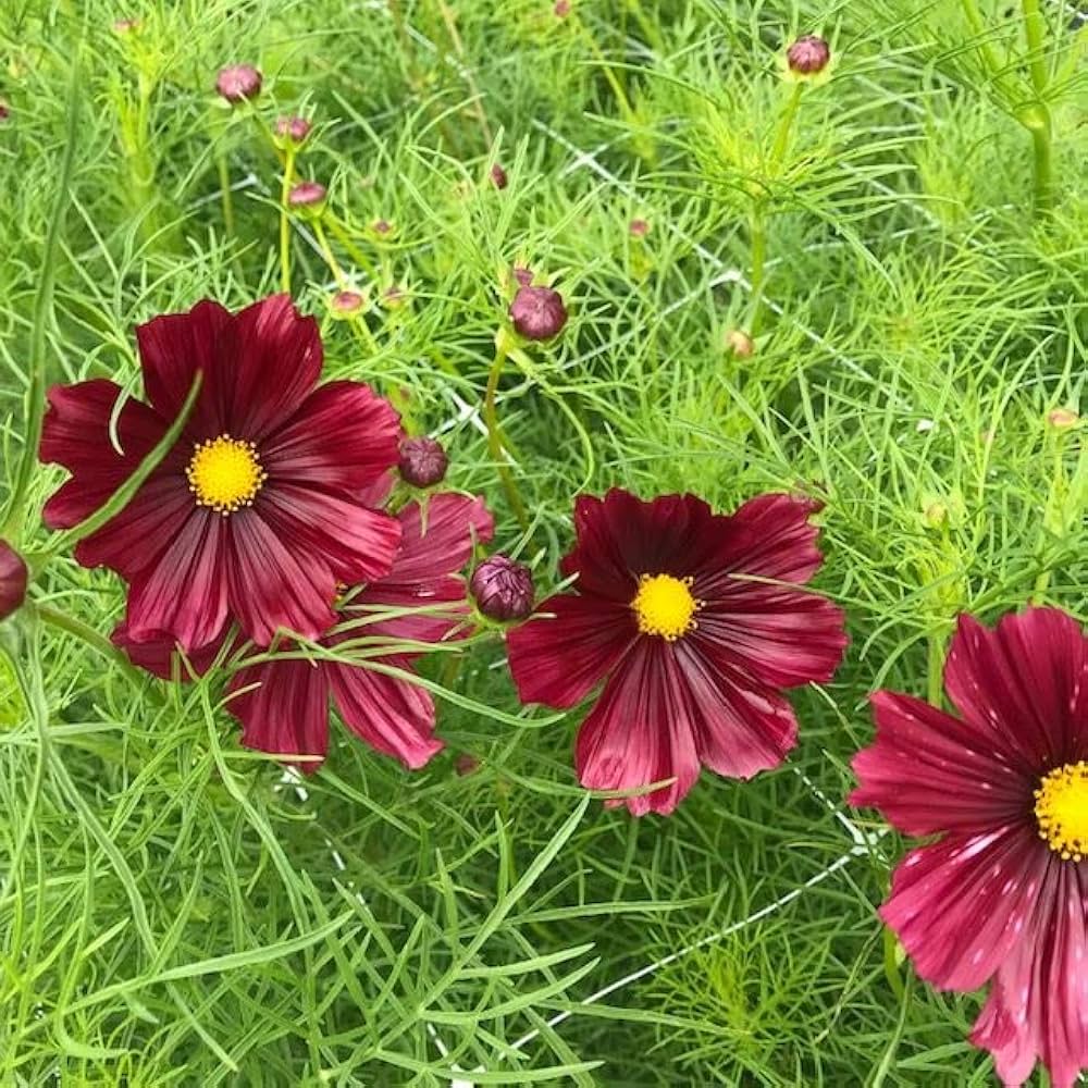 Cosmos Rubenza Samen zur Aussaat Wildblume Meadow Garten Rabatten