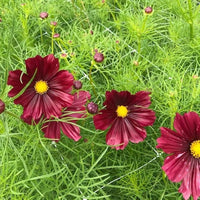 Cosmos Rubenza Samen zur Aussaat Wildblume Meadow Garten Rabatten