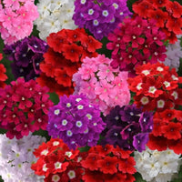 Eisenkraut Obsession mehrjährige Blumensamen leuchtend Garten Blüten