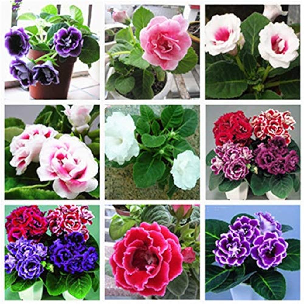 MultiColored Gloxinie Blumensamen zur Aussaat farbenfroh Schau Traditionssorte & ohne Gentechnik Samen Hausgarten