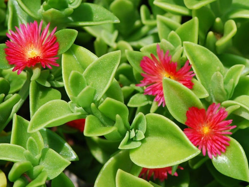 Aptenia cordifolia blume samen for anpflanzung - wildflower mix, heirloom & gmo free samen for home garten
sale for anpflanzung in home garten