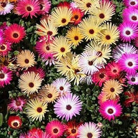 Mixed ice pflanze blume samen for anpflanzung - seasonal bloomer, heirloom & gmo free samen for home garten
 
 sale samen for anpflanzung in home garten