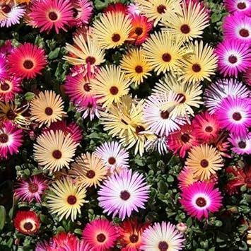 Mixed ice pflanze blume samen for anpflanzung - seasonal bloomer, heirloom & gmo free samen for home garten
 
 sale samen for anpflanzung in home garten