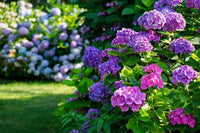 Braun Hortensie Blumensamen einfache Aussaat