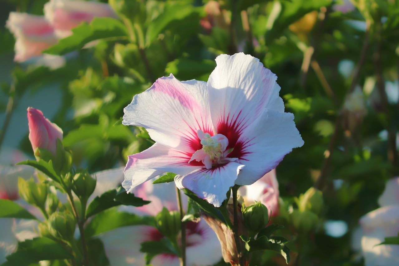 hell Rosa gefüllt Rose von Sharon Hibiskus Samen zur Aussaat Blume Beet