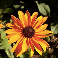 Gloriosa Daisy Samen leuchtend – ausdrucksstark Daisy Blüten