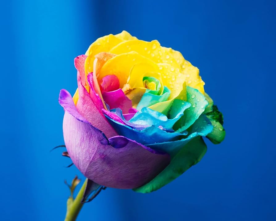 Rosen mischsaatgut rare bonsai rainbow rose mix samen for vibrant blooms
