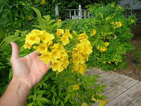 Rapeseed Brassica napus Blumensamen zur Aussaat
