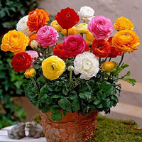 Ranunculus Asiaticus Blumensamen zur Aussaat Anzucht Traditionssorte & ohne Gentechnik Samen Hausgarten