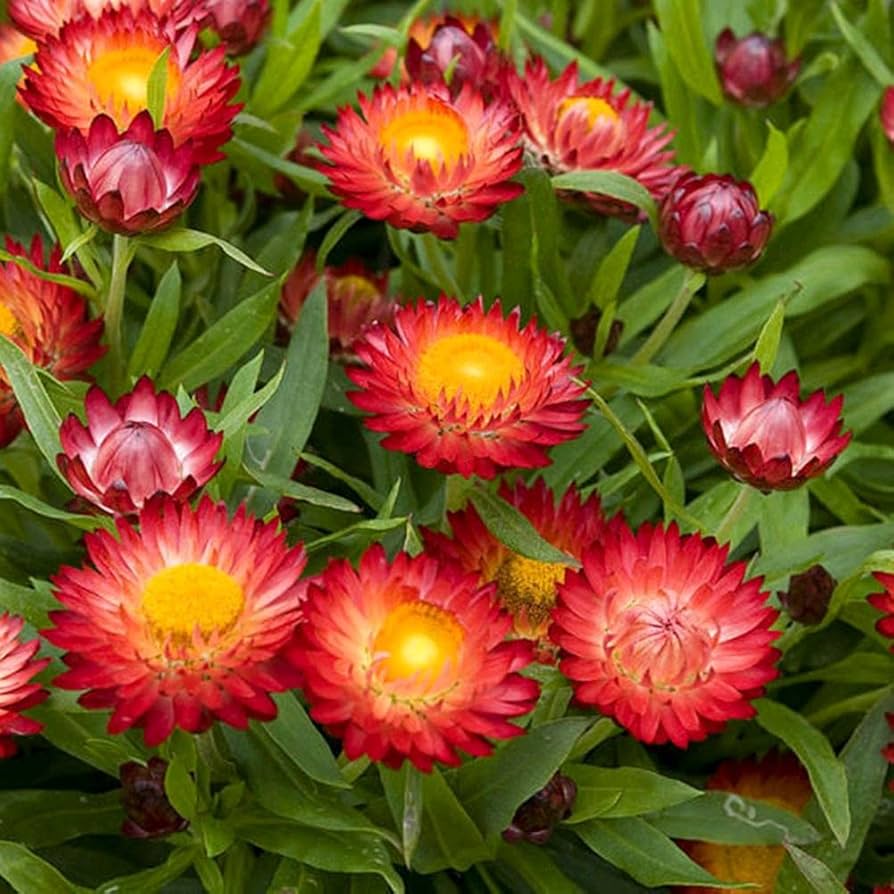 Rosa Immortelle Blumensamen zur Aussaat Everlasting Blüten für Ihren Garten