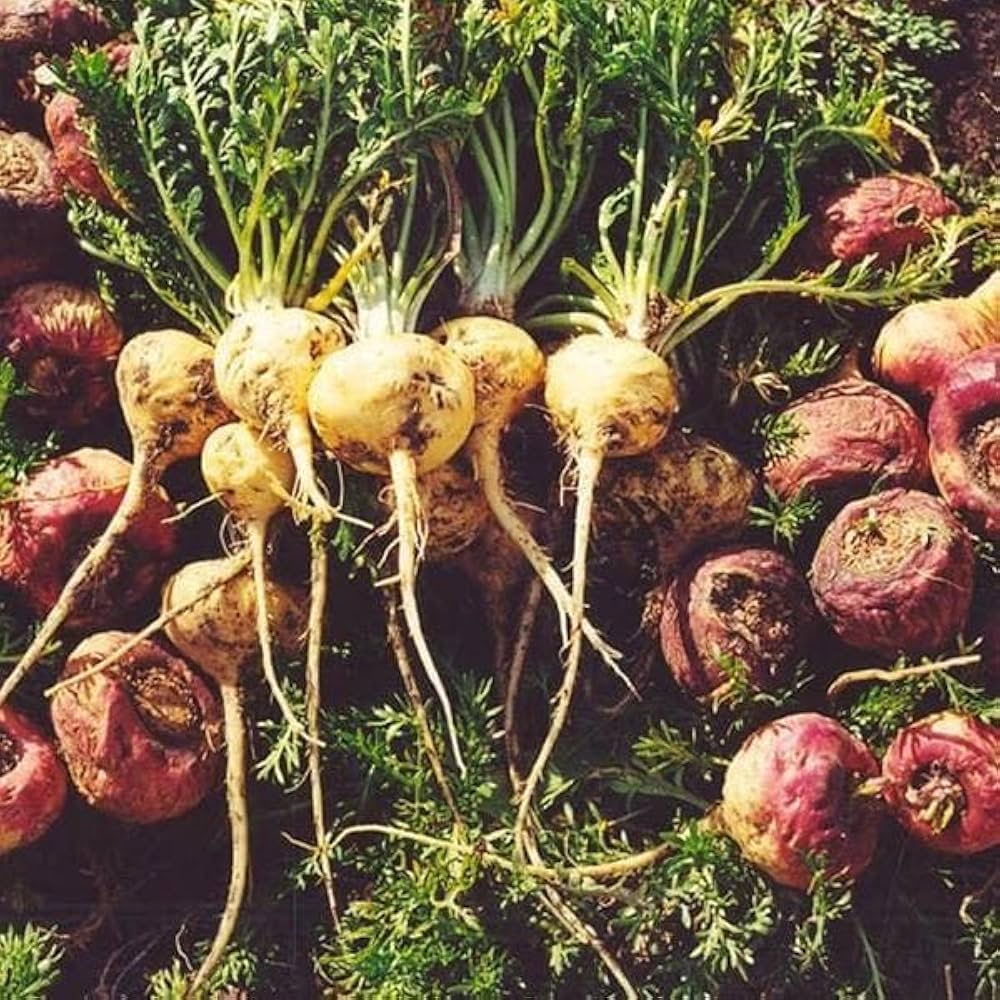 Maca Root Samen zum Pflanzen Lepidium meyenii for vegetable patches and herbal gardens