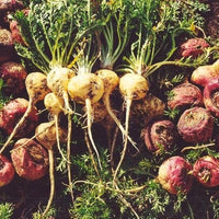 Maca Root Samen zum Pflanzen Lepidium meyenii for vegetable patches and herbal gardens
