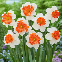 Orange Weiß Narzisse Blumensamen zur Aussaat – saisonal Dauerblüher Traditionssorte & ohne Gentechnik Samen Hausgarten