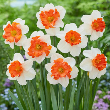 Orange Weiß Narzisse Blumensamen zur Aussaat – saisonal Dauerblüher Traditionssorte & ohne Gentechnik Samen Hausgarten