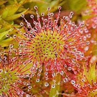 Grün hardy sundew blume samen for anpflanzung - garten favorite, heirloom & gmo free samen for home garten
 
 sale samen for home garten