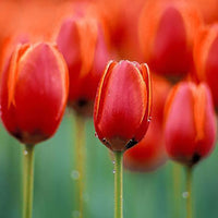 Braun Tulpe Blumensamen zur Aussaat pflegeleicht Traditionssorte & ohne Gentechnik Samen Hausgarten