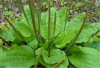 kaufen green plantago major vegetable samen pflanzung tips Stück, 100 Stück