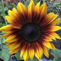 Orange Sonnenblume Samen zur Aussaat