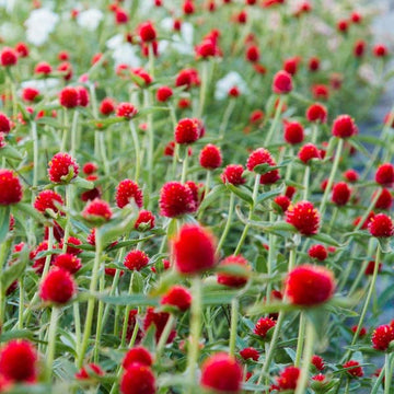 Gomphrena (gomphrena blume) samen for anpflanzung in home garten