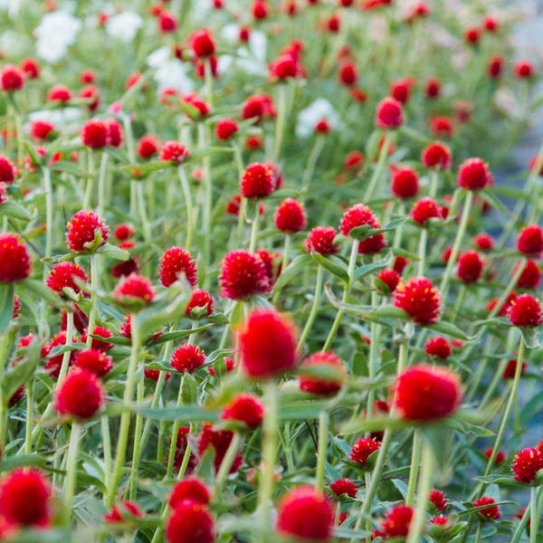 Gomphrena (gomphrena blume) samen for anpflanzung in home garten