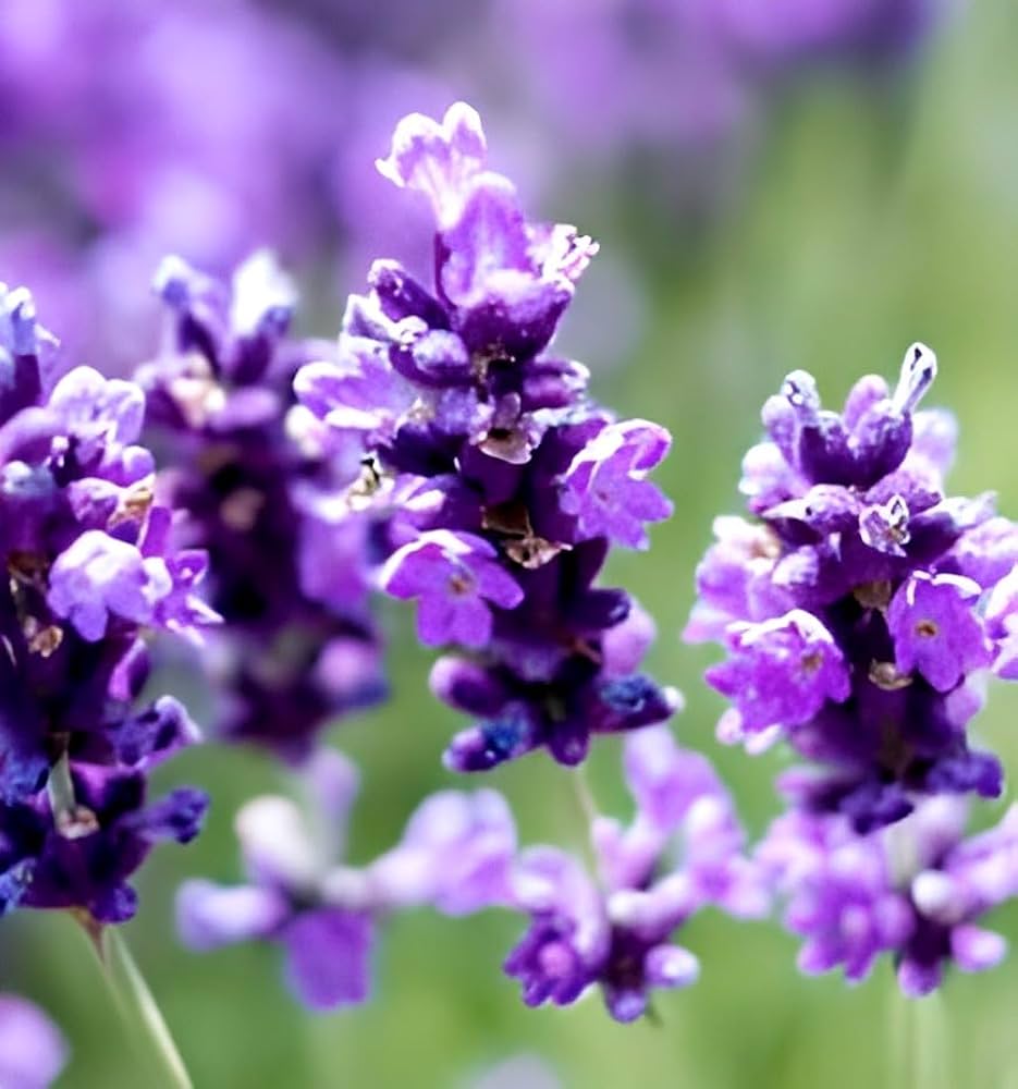 biologisch Lavendel Lavandula angustifolia Bonsai Blumensamen