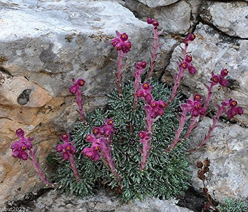 Lila Saxifraga Sempervivum Blumensamen zur Aussaat – kompakt Wuchs – Traditionssorte & ohne Gentechnik Samen Hausgarten