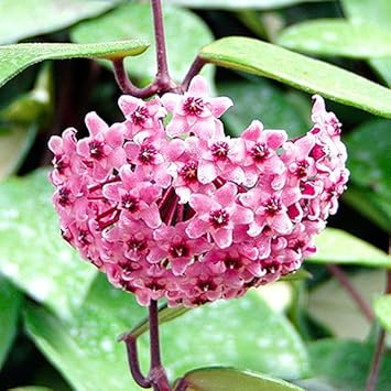 Hoya carnosa blume samen for anpflanzung - seasonal bloomer, heirloom & gmo free samen for home garten
 
 sale for anpflanzung in home garten