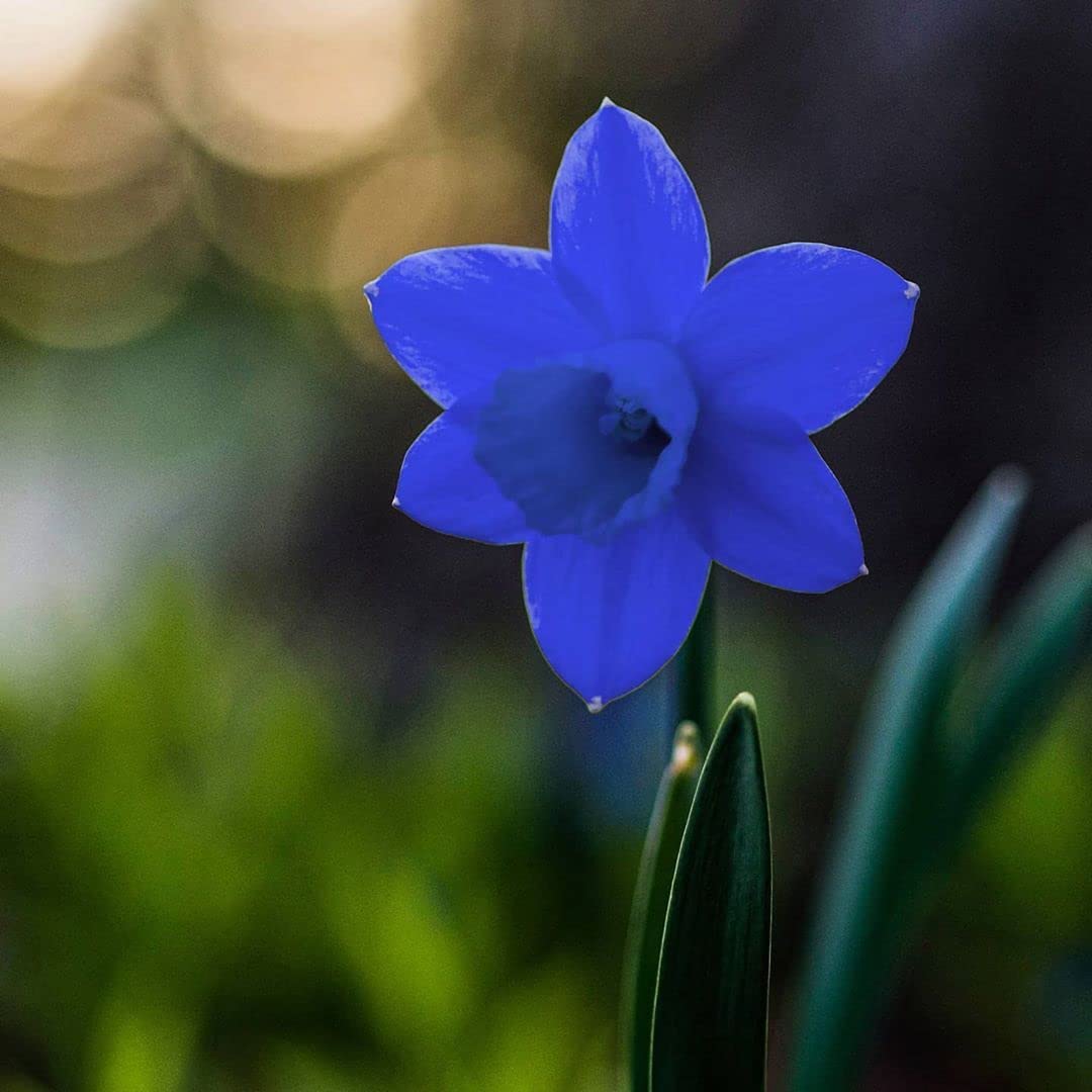 Blau (blau daffodils) samen for anpflanzung in home garten