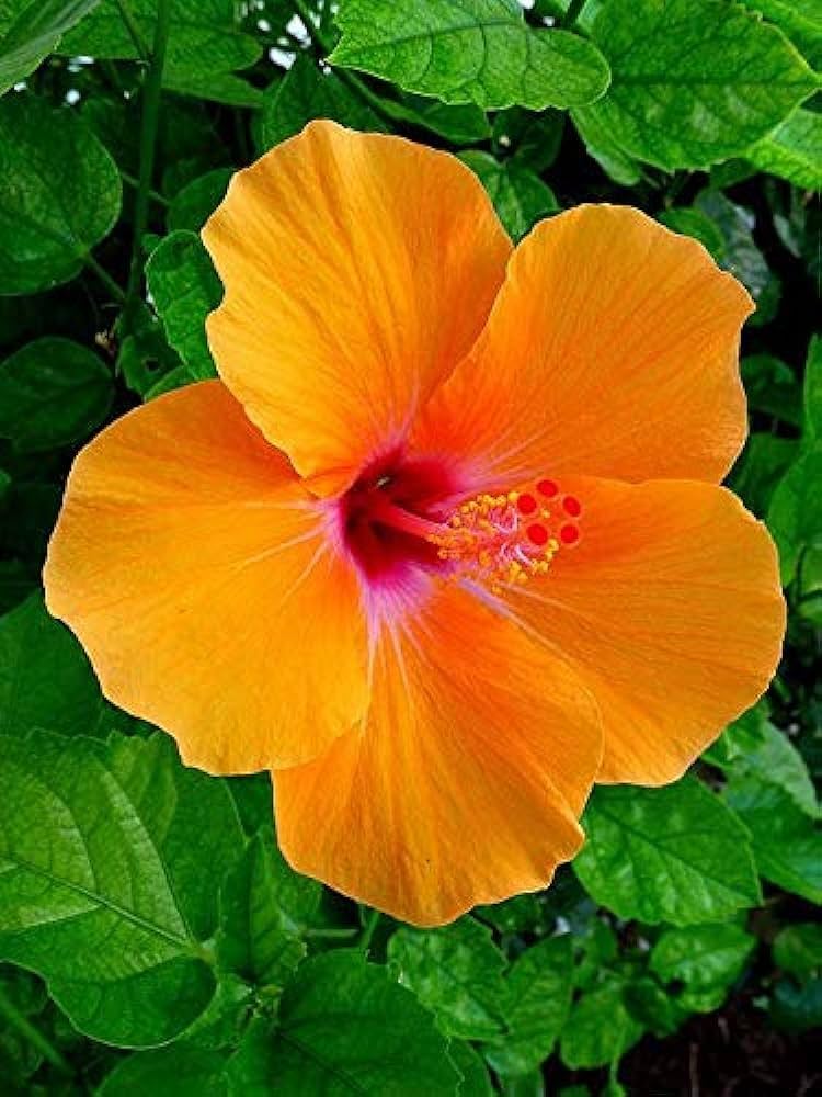 Orange Hibiskus Blumensamen – leuchtend Blüten Traditionssorte & ohne Gentechnik Samen Hausgarten