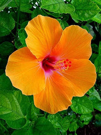 Orange Hibiskus Blumensamen – leuchtend Blüten Traditionssorte & ohne Gentechnik Samen Hausgarten
