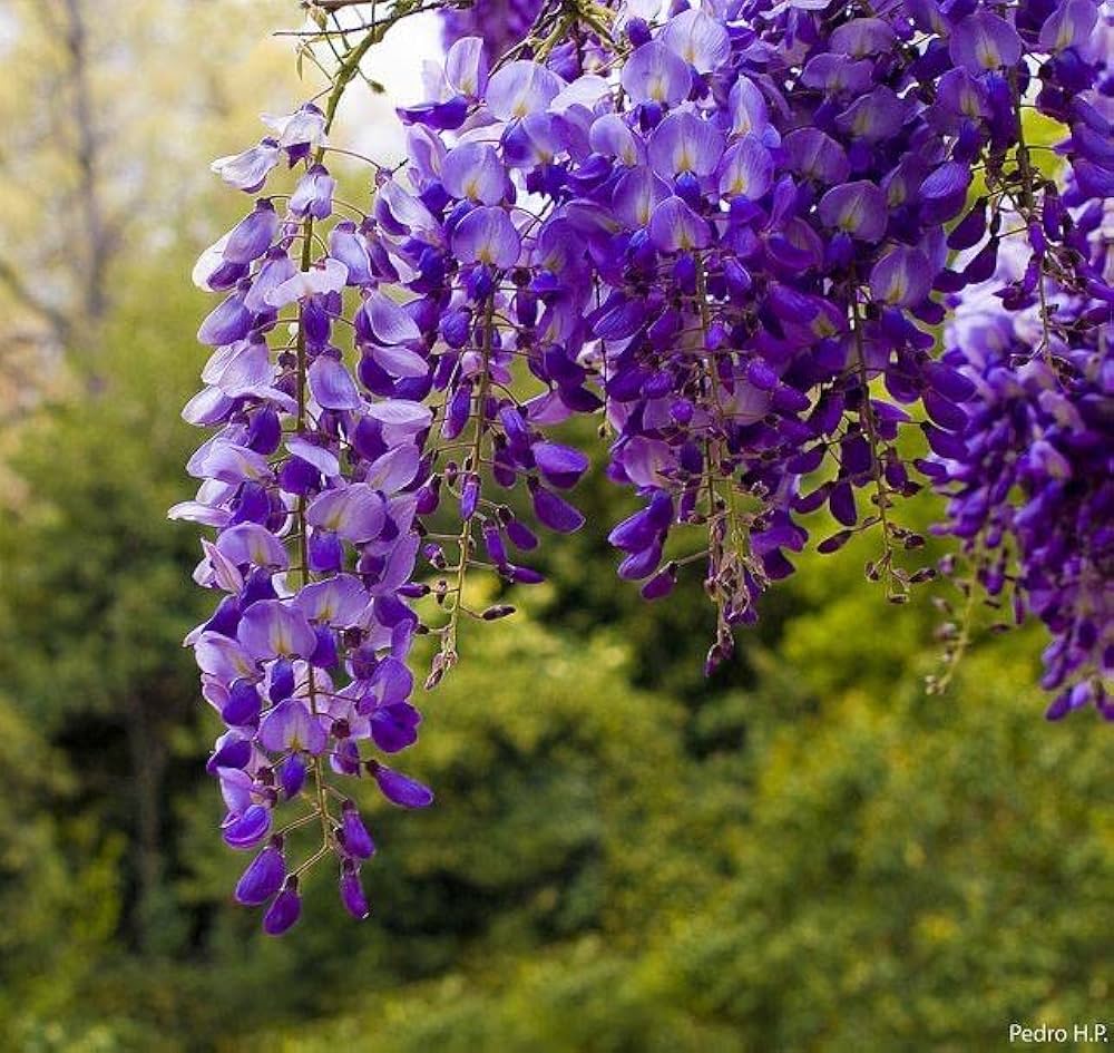 Lila Blauregen Vine Samen – duftend – Cascading Lila Blumen Gärten und Arbors
