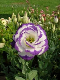 Pfirsichfarben Lisianthus (Lisianthus) Blumensamen zur Aussaat kompakt Wuchs Traditionssorte & ohne Gentechnik Samen Hausgarten